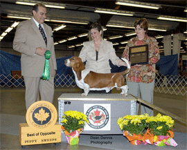 Reserve Winners Dog