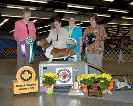 Reserve Winners Dog