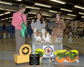 Reserve Winners Dog