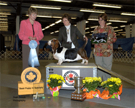 Reserve Winners Dog