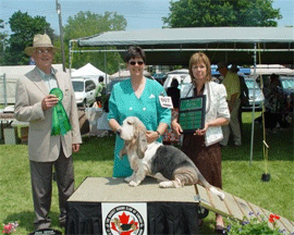 Reserve Winners Dog