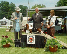 Reserve Winners Dog