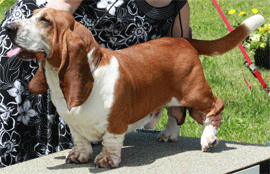 Reserve Winners Dog