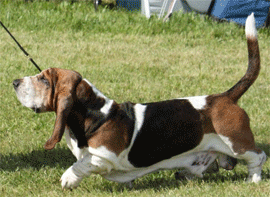 Reserve Winners Dog