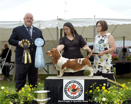 Reserve Winners Dog